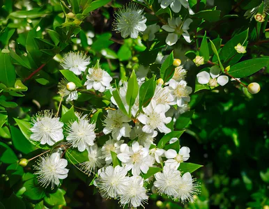 Miniatura: Wstaw ją do sypialni. Ten zapach pomaga...