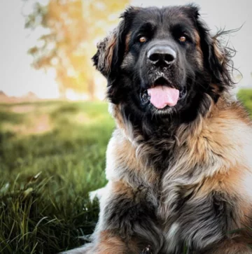 Leonberger Evi 