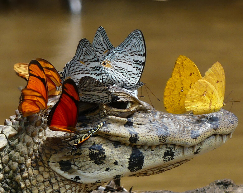 Miniatura: Motyle kochają krokodyle... łzy. To...