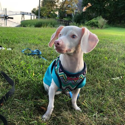 Miniatura: Ten pies nie widzi i nie słyszy....