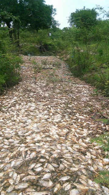 Śnięte ryby w rzece Confuso 