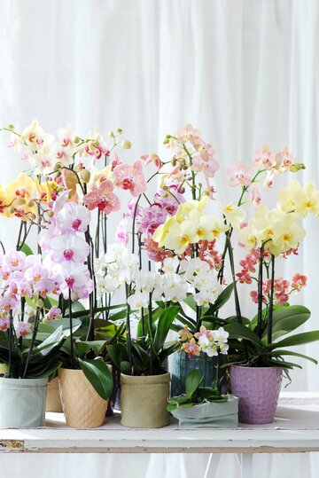 Storczyki Phalaenopsis