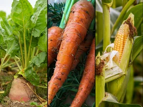 Miniatura: Co uprawia się w Polsce? Ten QUIZ rozwiąże...