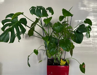 Miniatura: Monstera ma długie łodygi i małe liście?...