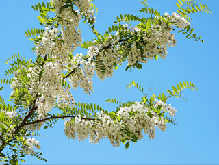 Rabinia akacjowa Robinia pseudoacacia