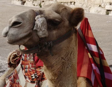 Miniatura: Izrael kpi z zachodnich dziennikarzy