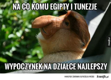 Memy na majówkę 