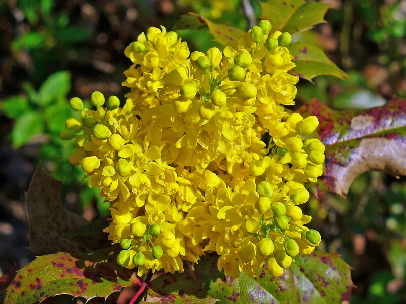 Mahonia pospolita!