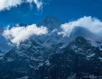 Miniatura: W Tatrach gawruje niedźwiedź. TPN wydał...