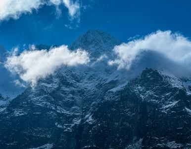 Miniatura: W Tatrach gawruje niedźwiedź. TPN wydał...