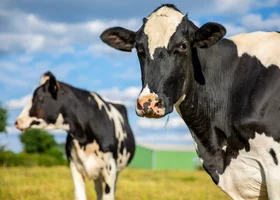 Miniatura: Quiz wiedzy o wsi. Przeciętny Polak...