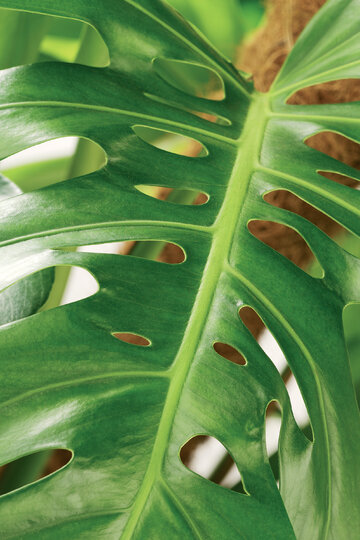 Monstera dziurawa
