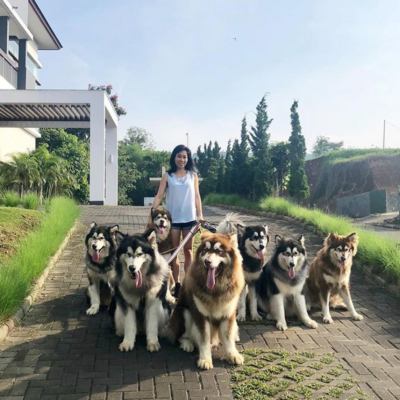 Miniatura: Mieszkanka Indonezji ma 13 psów. To rasa...