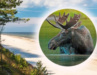 Miniatura: „Bałtycki łoś” poruszył Niemców. Służby...