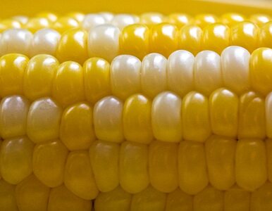 Miniatura: GMO skraca życie i wywołuje raka?