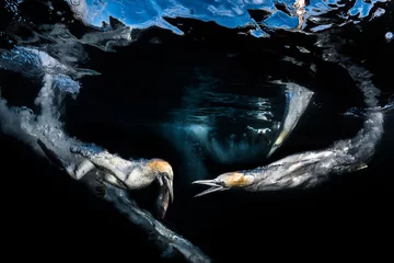 Gannets Feeding 