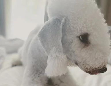 Miniatura: Poznajcie Antona, obok którego nie da się...