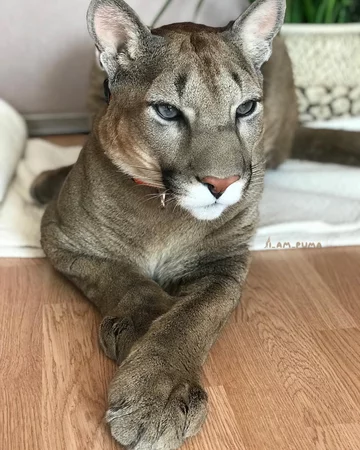 Puma Messi 