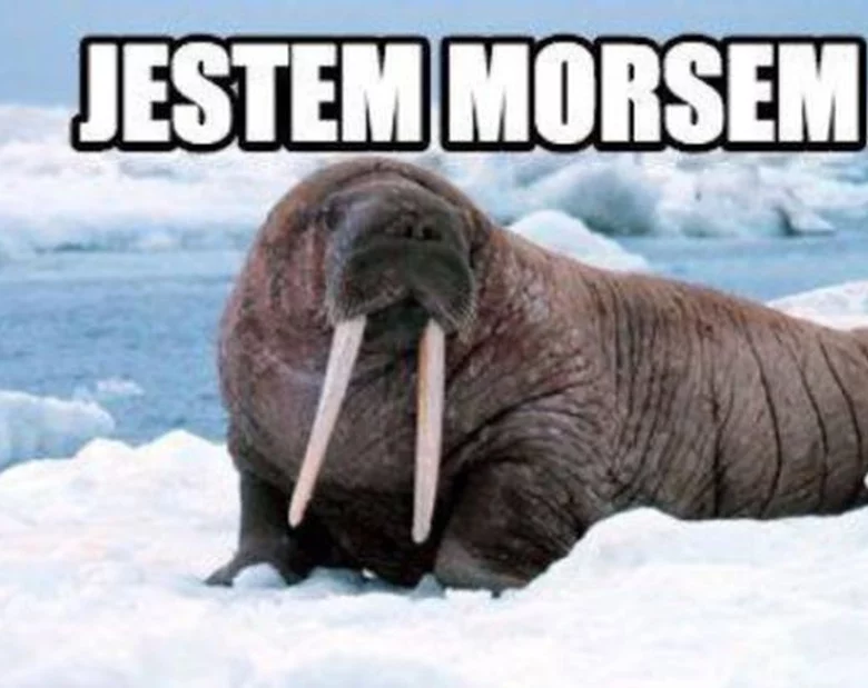 Miniatura: Morsowanie nowym crossfitem? Memy...
