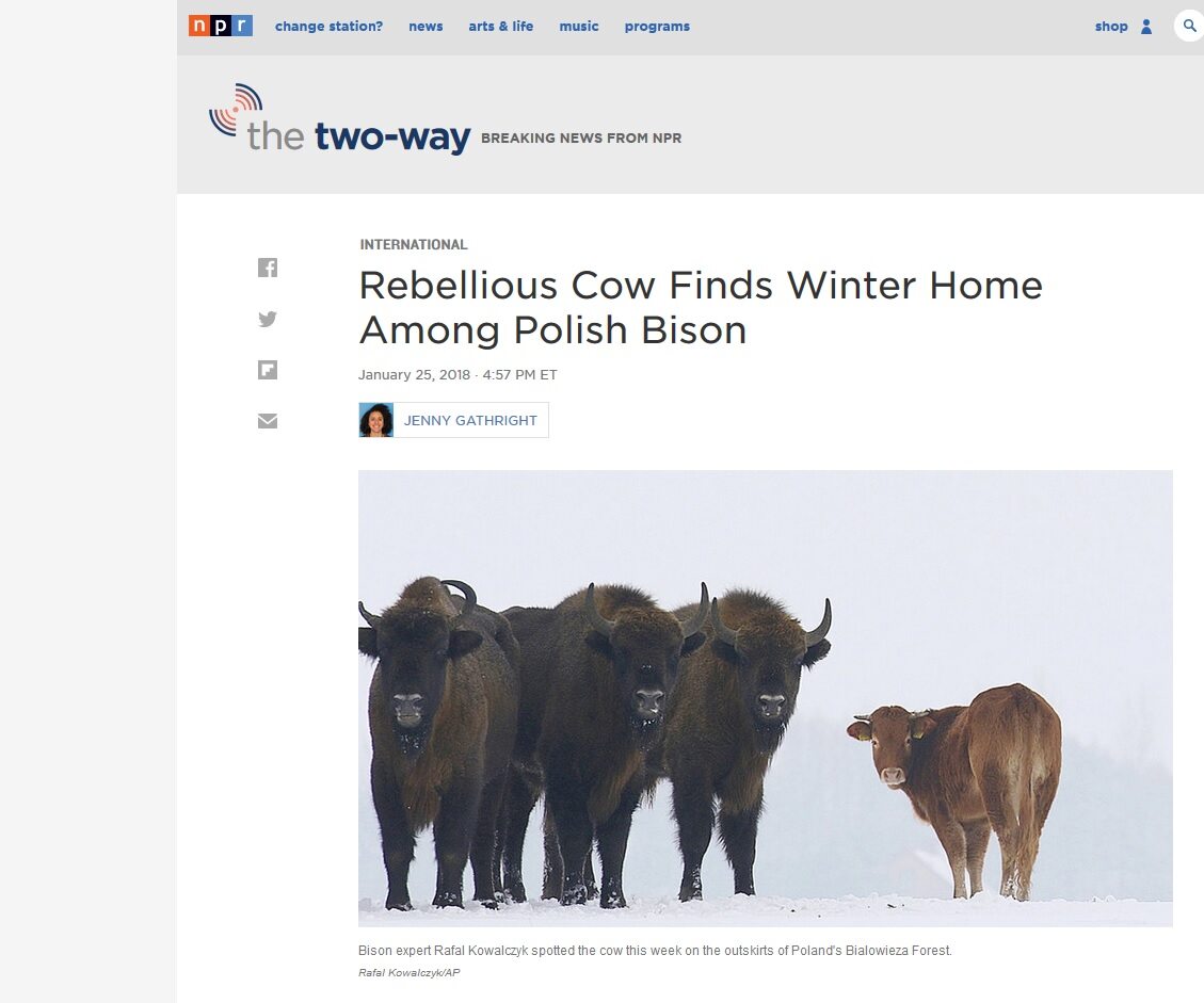 Polska krowa w światowych mediach 