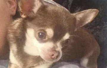 Pies Gizmo 