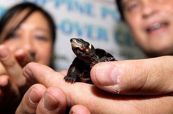 Ekolog Juan Miguel Zubiri trzyma rzadki okaz filipińskiego żółwia odzyskanego z rąk przemytników (fot. PAP/EPA/FRANCIS R. MALASIG)
