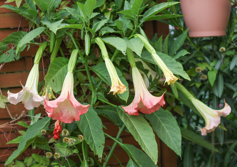 Brugmansja / Brugmansia