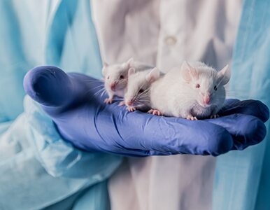 Miniatura: Naukowcy odmłodzili organizm myszy. „To...