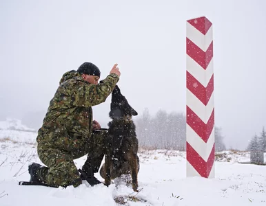 Miniatura: Smutna wiadomość od Straży Granicznej....