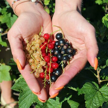 Wino owocowe to&nbsp;powr&oacute;t do&nbsp;polskiej tradycji i&nbsp;smak&oacute;w dzieciństwa