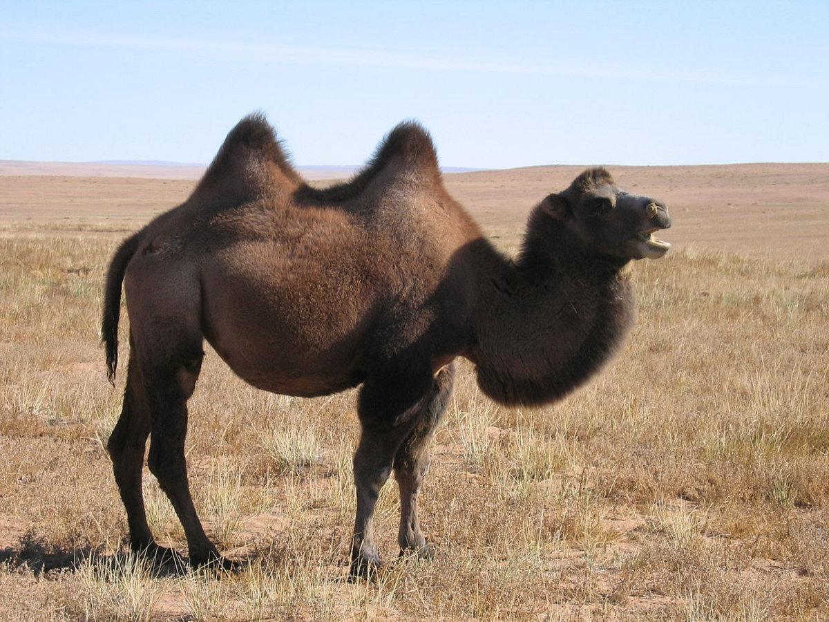 3. Wielbłądy w Arabii Saudyjskiej Od 2002 roku Australia eksportuje wielbłądy do Arabii Saudyjskiej. Wielbłądy po raz pierwszy sprowadzono do Australii w XIX wieku, a ich populacja znacząco wzrosła od tego czasu.