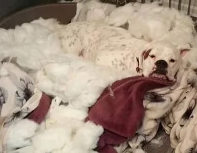 Miniatura: Ten pies regularnie niszczy meble....