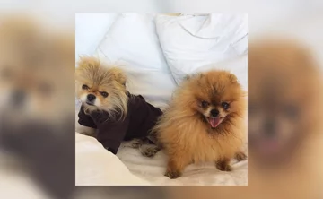Giggy i Puffy 