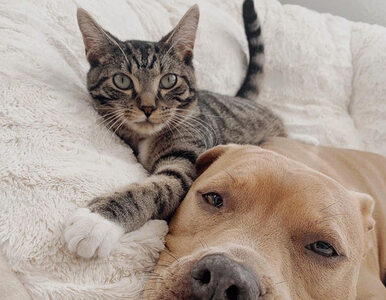 Miniatura: Wyjątkowa przyjaźń połączyła psa i kota....