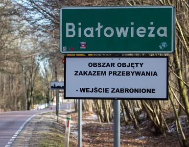Miniatura: Białowieża bez nadziei na koniec kryzysu....