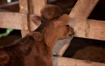 Elsie, cielę z nogą na głowie 