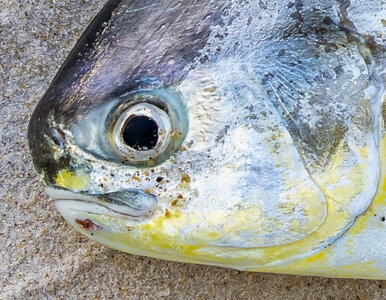 Miniatura: Wędkarz przypadkiem pobił rekord świata....