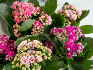 Kalanchoe