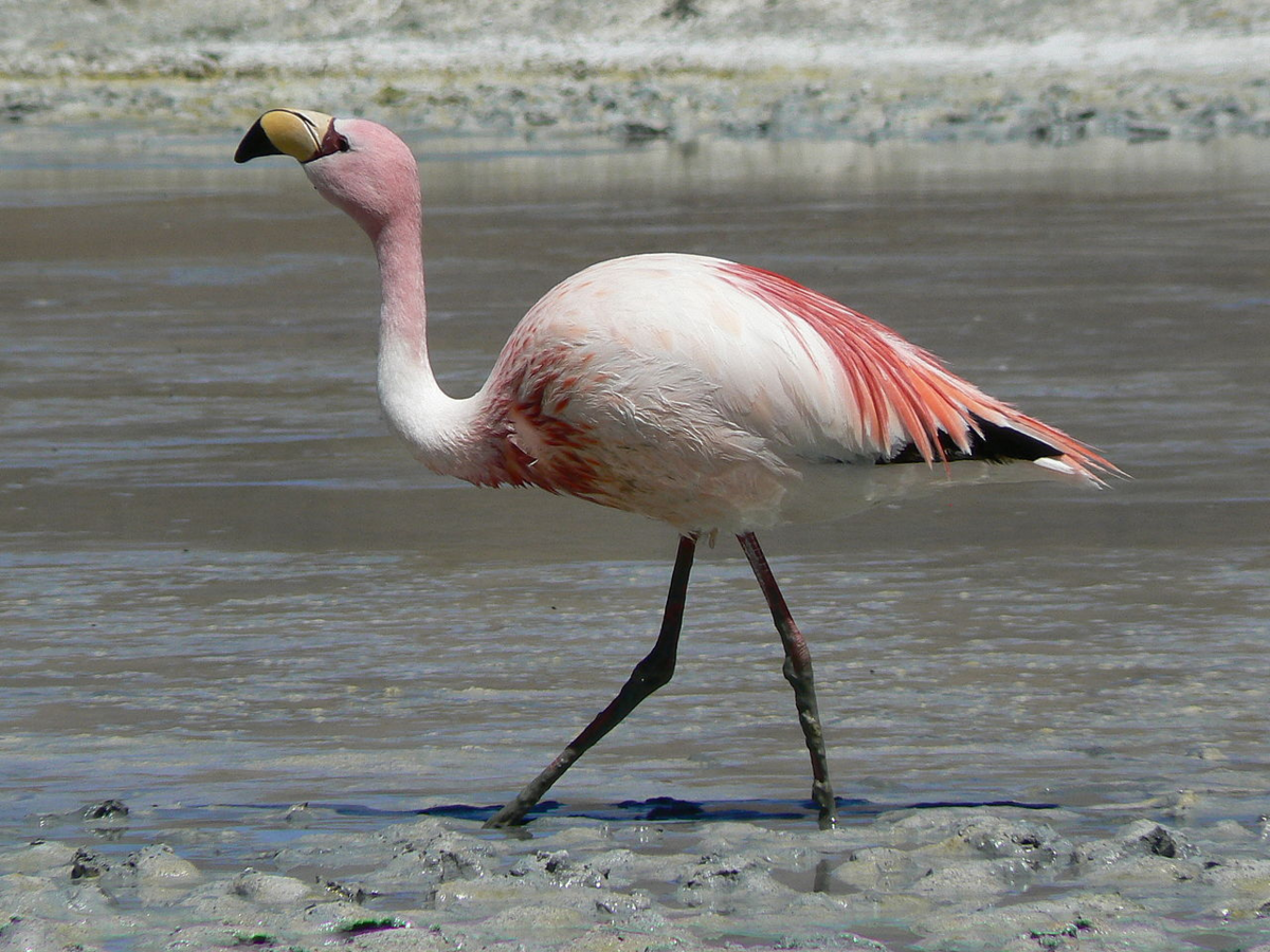 14. Flamingi W USA jest więcej plastikowych flamingów niż prawdziwych.