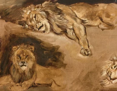 Miniatura: Nie mieli pojęcia, co wisi u nich na...