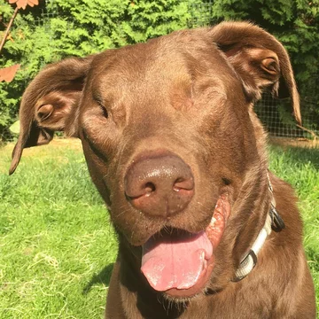 Abi i Dabi - psy, które połączyła przyjaźń 