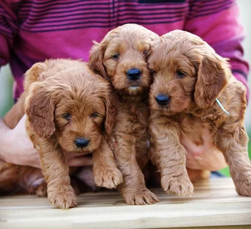 Psy rasy Golden Retriever 