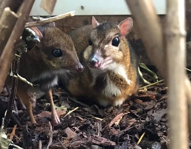 Miniatura: W zoo w Bristolu urodził się myszojeleń....