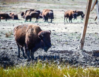 Miniatura: Grupa bizonów na gigancie. „To gatunek...