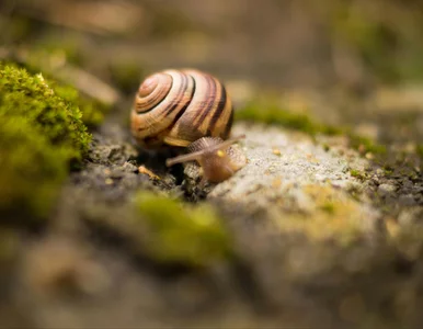 Miniatura: Zabija ślimaki, pobudza kwitnienie,...