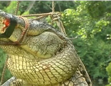 Miniatura: Aligator zjadł 40-kilogramowego psa....