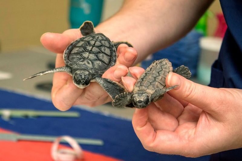 Zagrożone gatunki żółwi uratowane w Melbourne na Florydzie po przejściu huraganu Irma 
