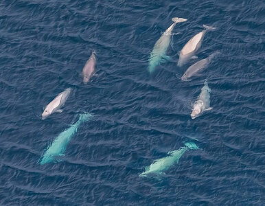 Miniatura: Rosyjską bazę morską chronią delfiny....