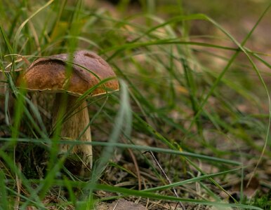 Miniatura: Listopadowy QUIZ z wiedzy ogólnej. Wynik...