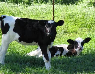 Miniatura: "Straciłem przytomność gdy wyrosły przede...